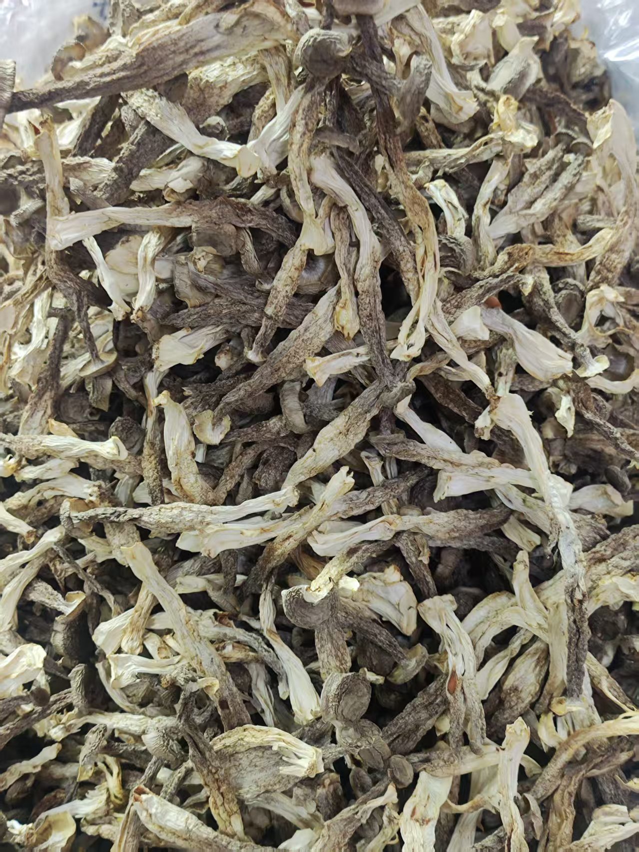 干鹿茸菇