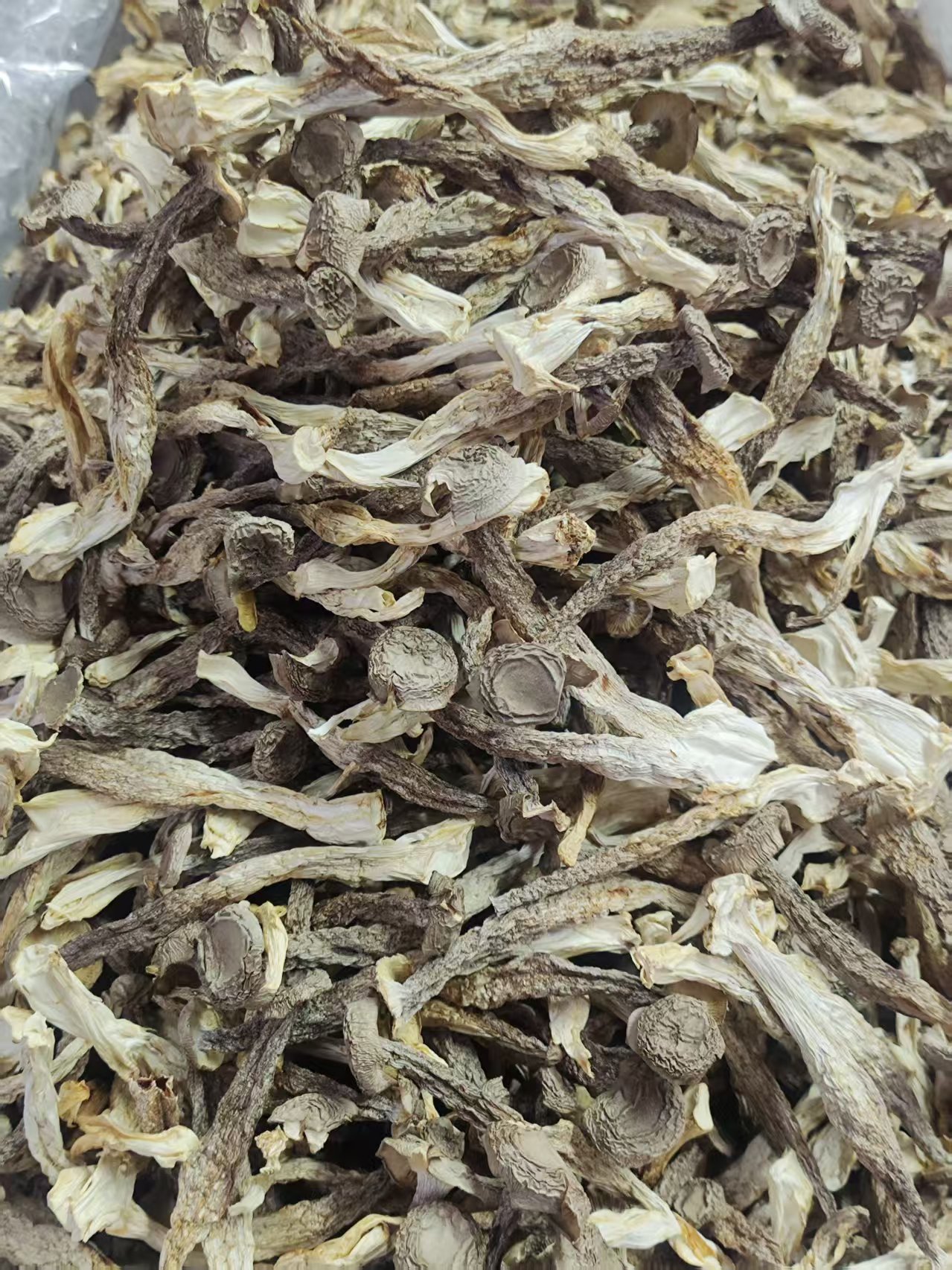 干鹿茸菇